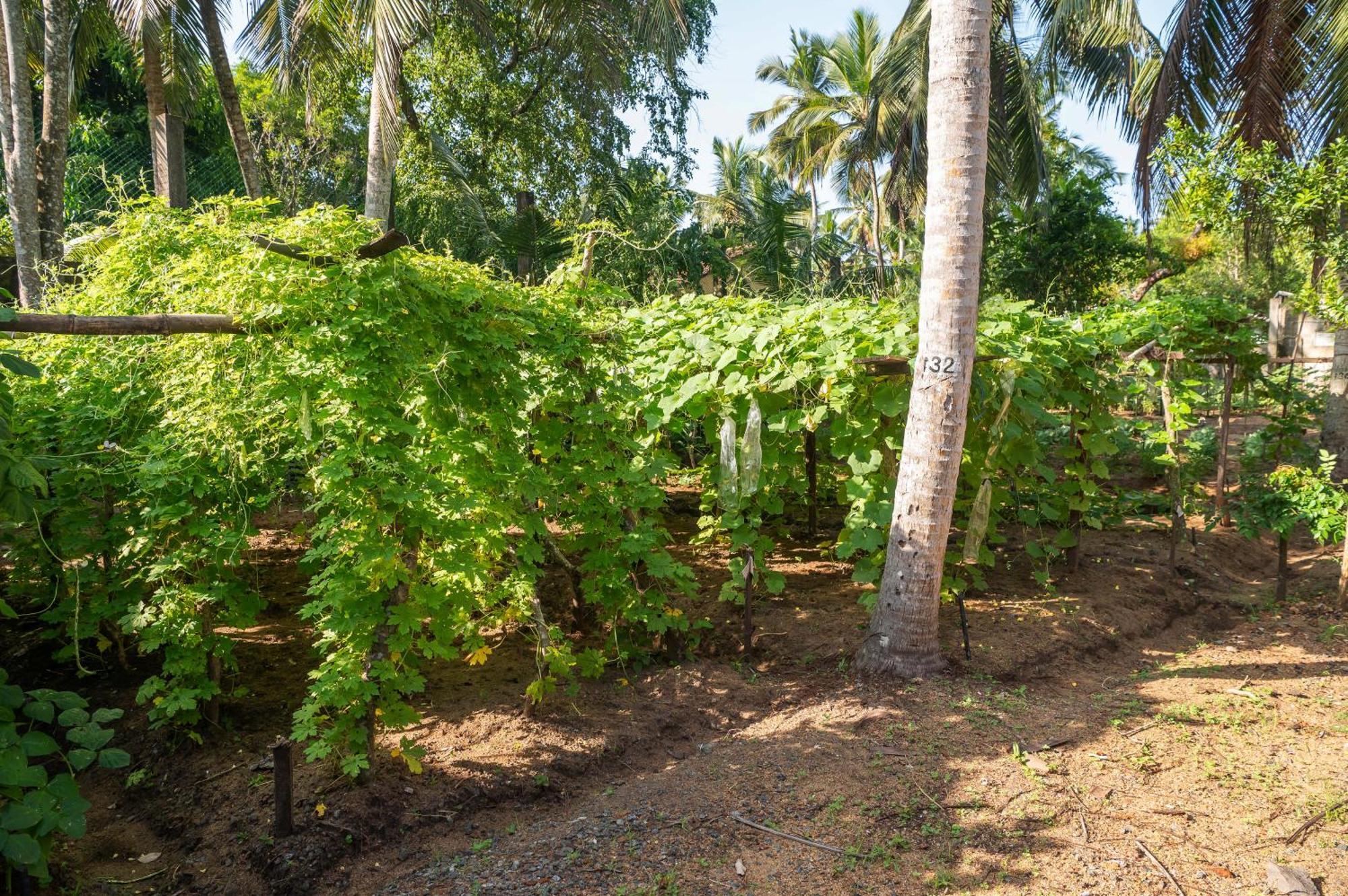 Siddhalepa Ayurveda Resort - All Meals, Ayurveda Treatment And Yoga Wadduwa Exterior foto